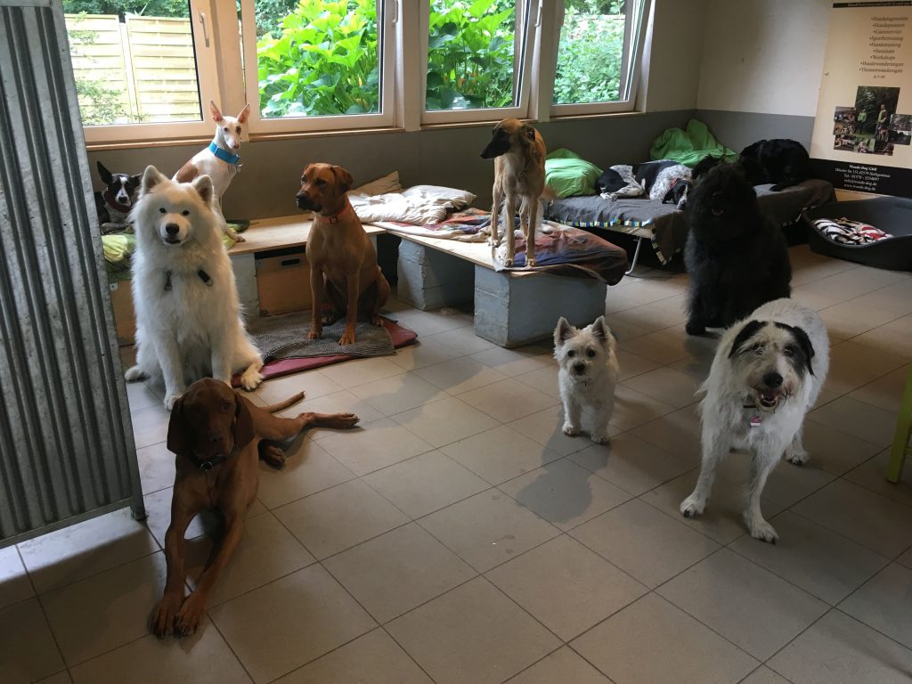 Woods Dog Tagesraum